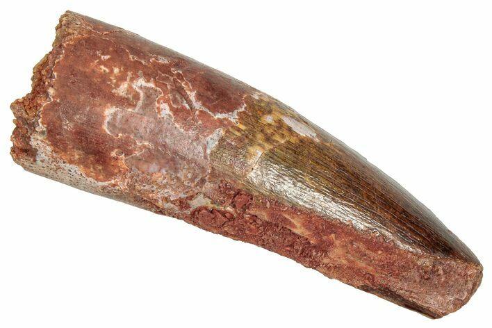Fossil Spinosaurus Tooth - Real Dinosaur Tooth #357830